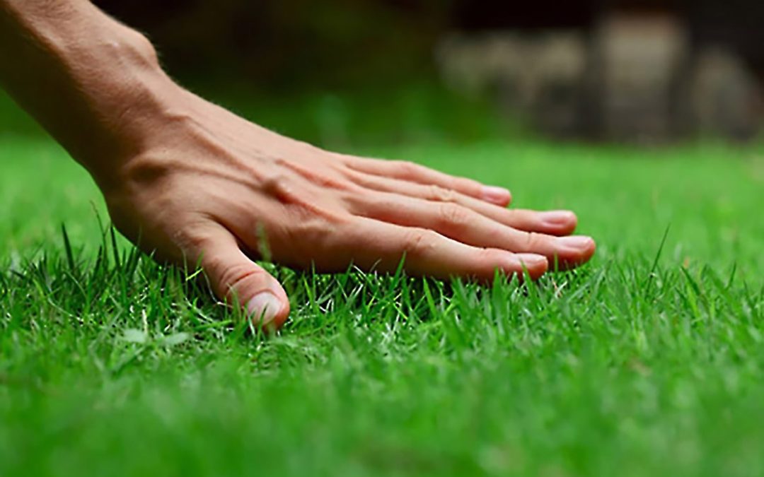The Top 10 Lawn Care Tips That Can Save You A Lot Of Money And Time